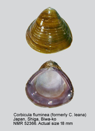 Corbicula fluminea (5).jpg - Corbicula fluminea (O.F.Müller,1774)